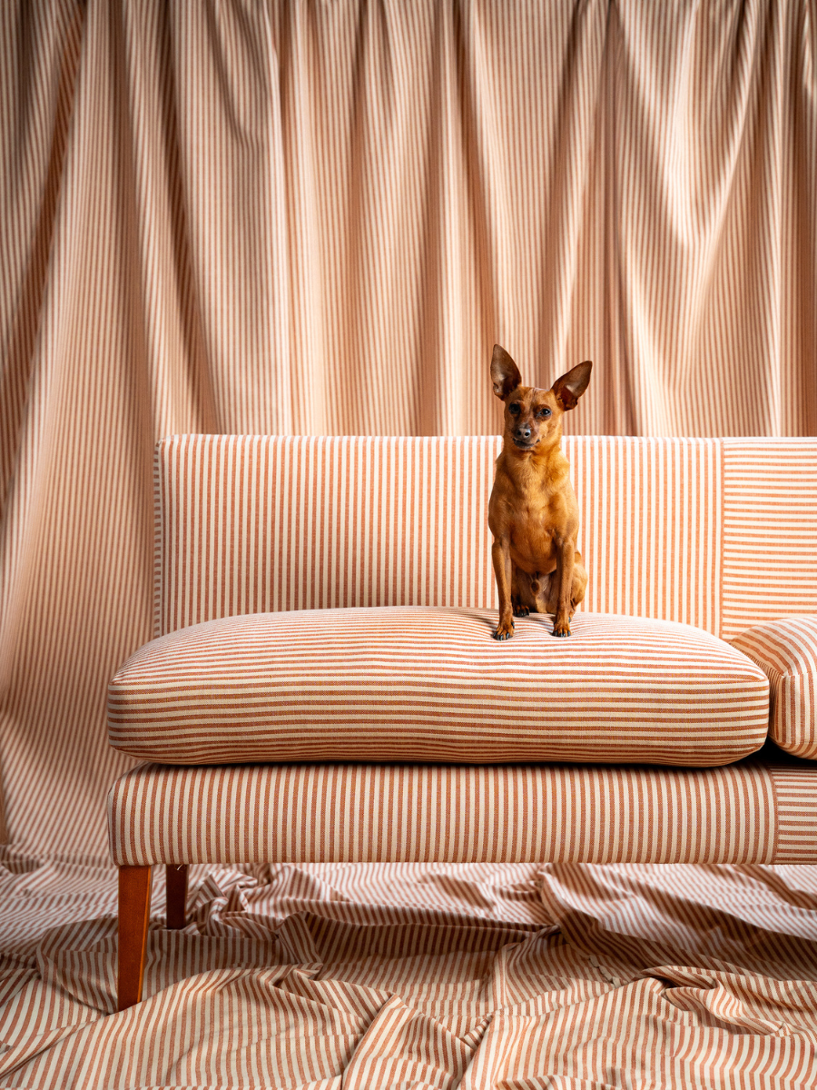Striped banquette seating with dog sitting on cushion. 