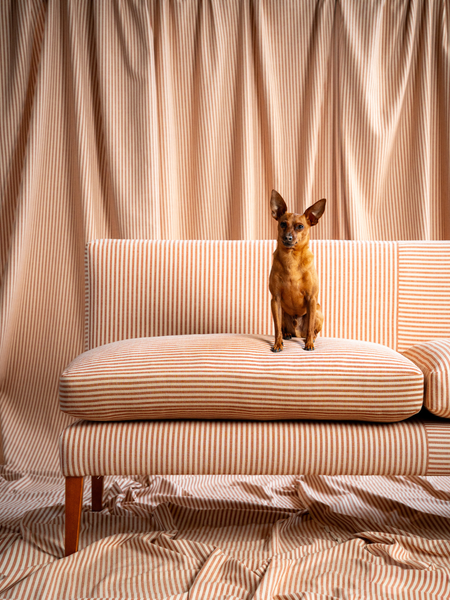 Striped banquette seating with dog sitting on cushion. 