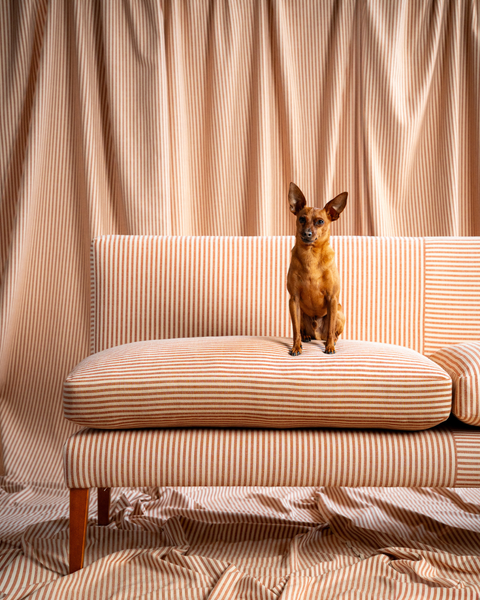 Striped banquette seating with dog sitting on cushion. 