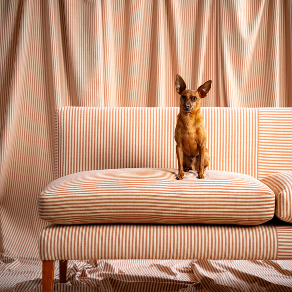 Striped banquette seating with dog sitting on cushion. 